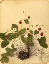Flores de fresa silvestre, 1870s